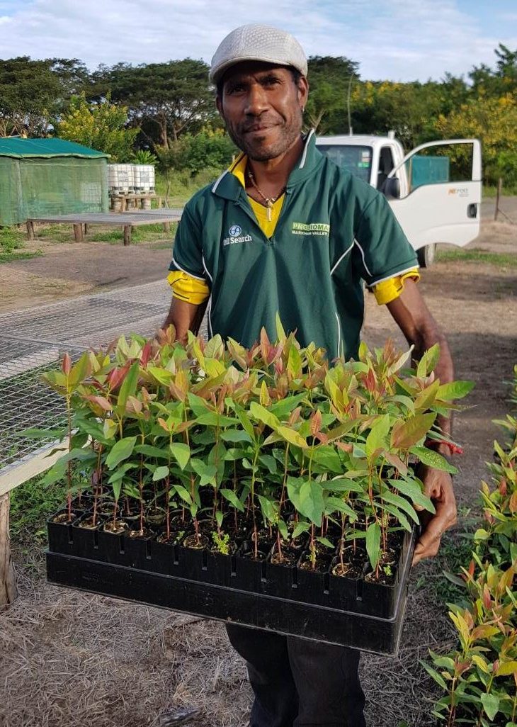 A person holds a tray of young plants at a nursery. They wear a green shirt with text, "PNG Biomass Markham Valley," and stand in a sunny outdoor setting with greenery and a parked vehicle.
