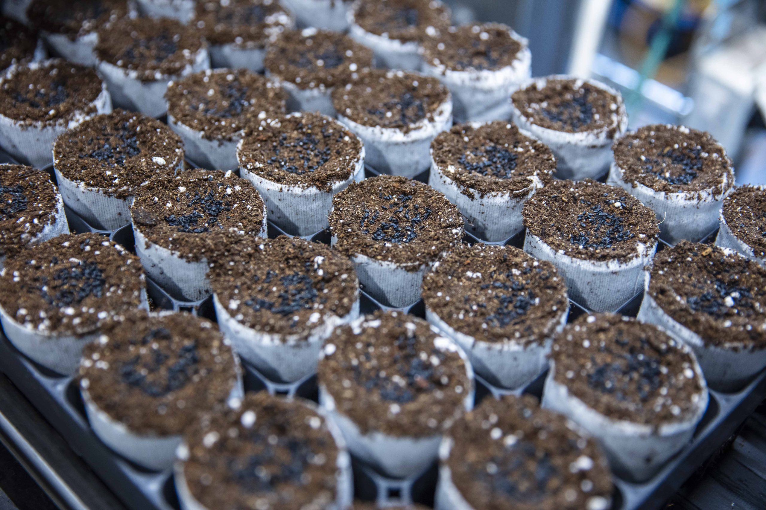 Rows of small, cylindrical seedling trays filled with soil and scattered seeds, arranged on a tray, in a bright indoor gardening setup.