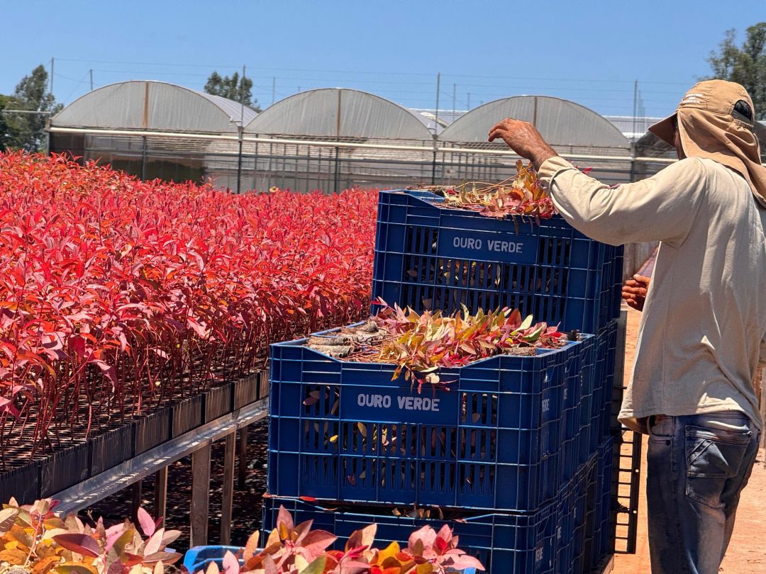 A person arranges vibrant red plants in blue crates labeled "OURO VERDE" at a nursery. Rows of plants and greenhouse structures are visible under a clear blue sky.