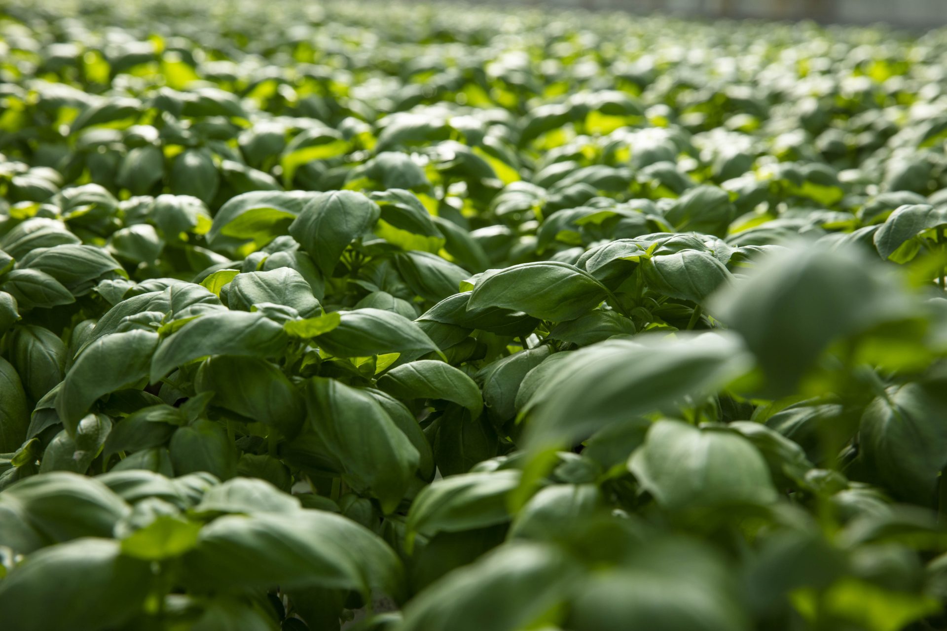 Lush green basil plants grow densely in a field, under soft natural light, creating a vibrant and abundant leafy environment.