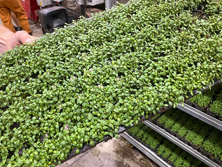 A tray filled with densely packed green seedlings is being held. In the background, more trays with similar seedlings are stacked on metal racks, suggesting a greenhouse setting.