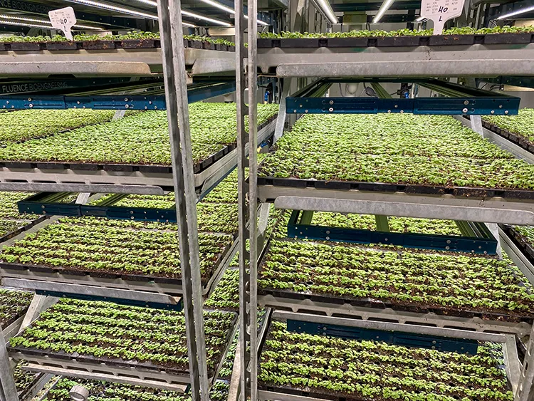 Seedlings grow densely on stacked metal trays in an indoor vertical farm, illuminated by bright overhead lights. Small signs with numbers are placed on some trays.
