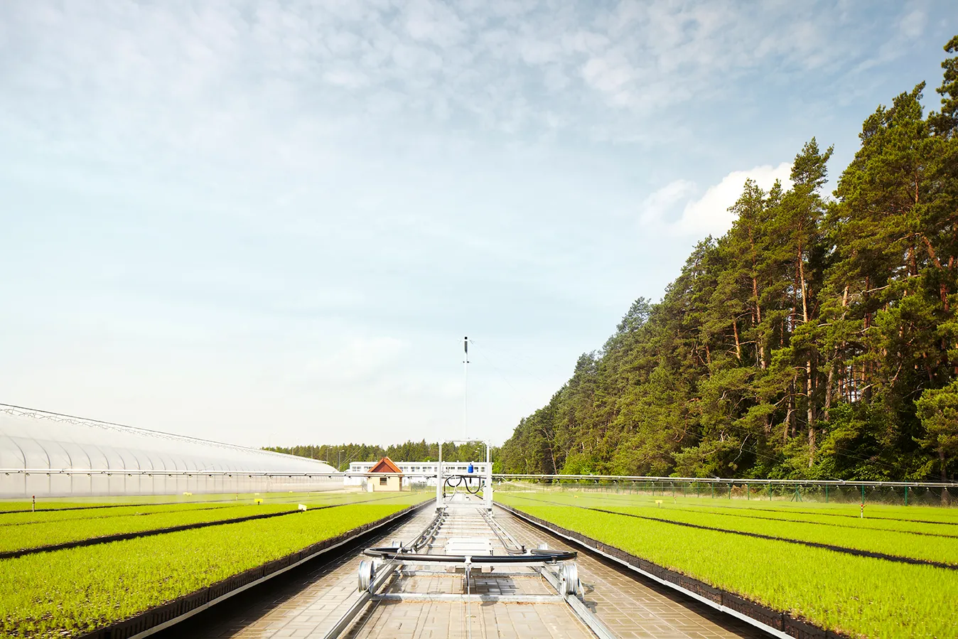 A metal track structure leads through rows of green seedlings under a bright sky, bordered by a large greenhouse on the left and dense trees on the right.
