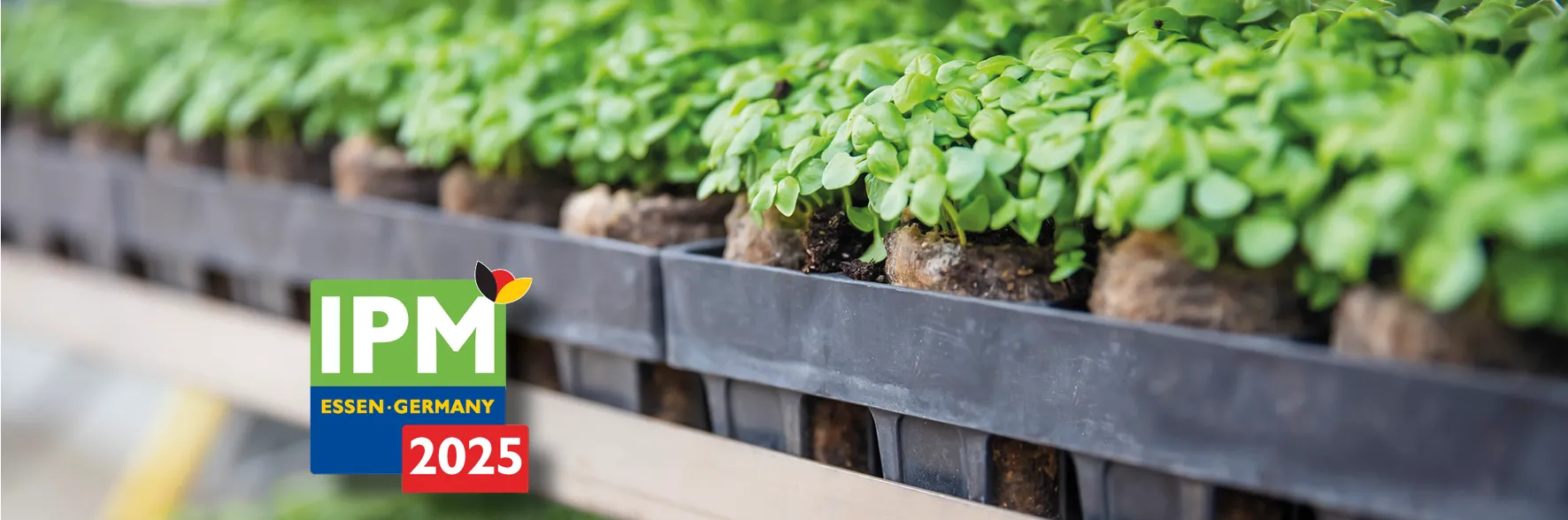 Seedlings in black trays are growing on a wooden shelf. Text in the foreground reads "IPM ESSEN-GERMANY 2025."