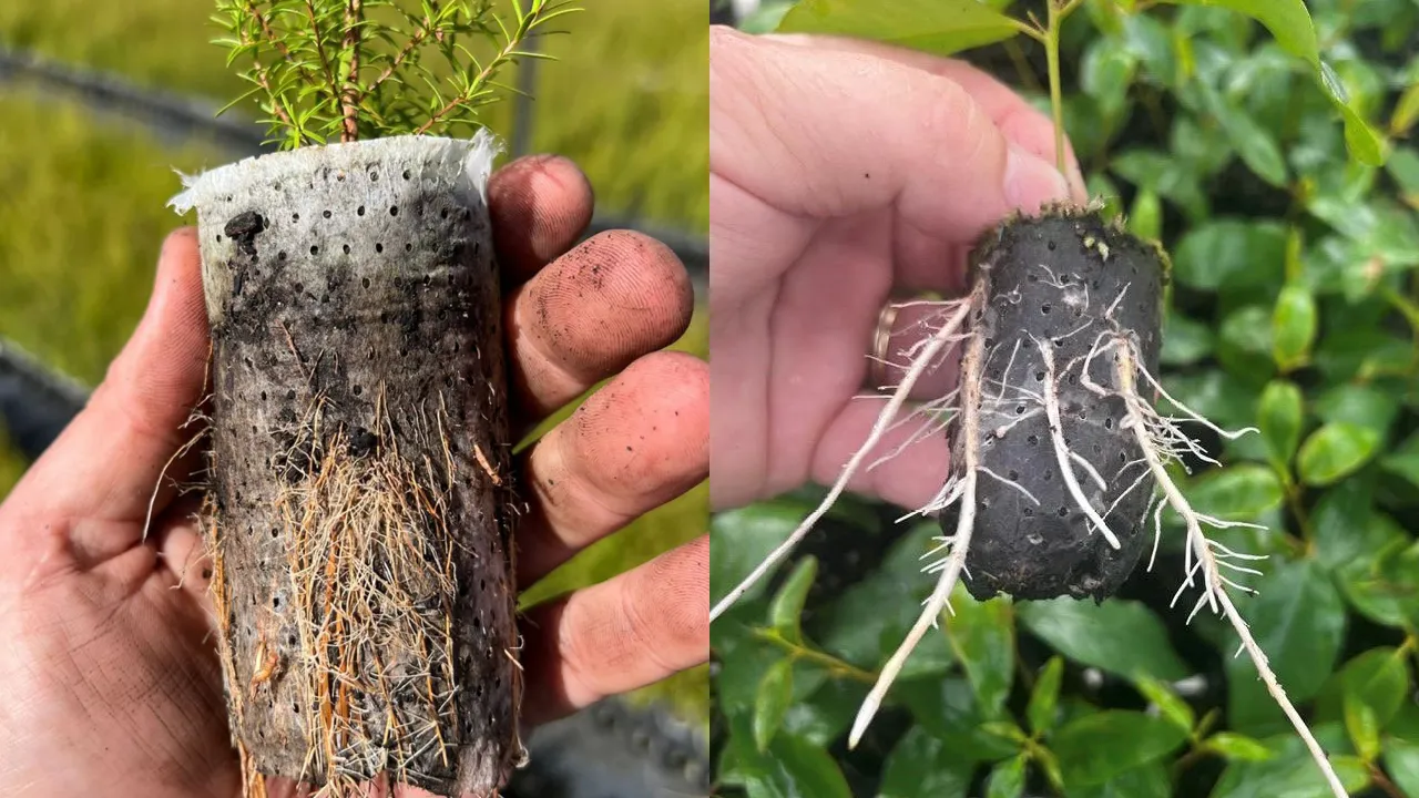 Two hands holding porous plugs with young plant seedlings emerging, roots protruding through the perforated sides. The background shows blurred greenery, suggesting an outdoor garden setting.