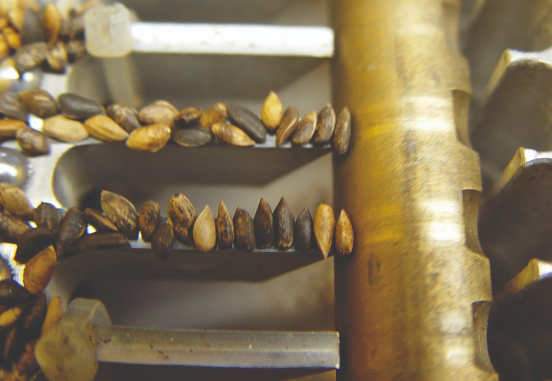 Seeds are lined up on metallic ridges, adjacent to a large, brass-colored gear. The seeds vary in shape and color, and the setup suggests a mechanism for sorting or processing them.