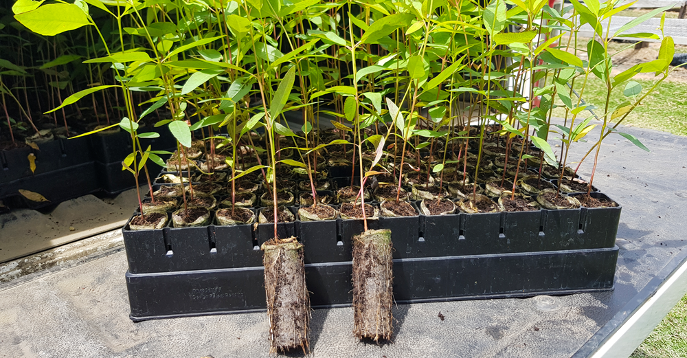 Eucalyptus-grown-in-BCC-FiberCell-system